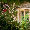 💕🌸 𝕋𝕙𝕖 𝕊𝕖𝕣𝕖𝕟𝕖 𝕎𝕠𝕠𝕕𝕤 🌸💕