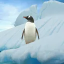Pinguin-Community
