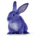 Bunny Studios