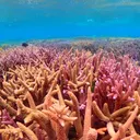 サンゴ礁