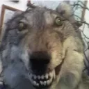 The Wolf Pack