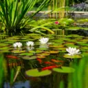 The Pond