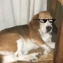 AngusArmy