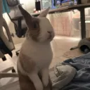 冰淇淋の小窩