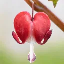 Dicentra Pug