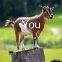 Jewwbaccaa Server