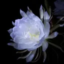 木馬