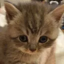 Event Voice — мониторинг Discord сервера, статистика и рейтинг