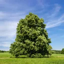 Basswood