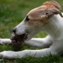 Winsome Silken Windhounds