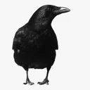 the_halfhand