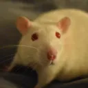 rat
