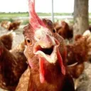 ChickenWings 5-Man Cluster