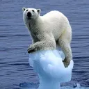 a polar bear's ice floe