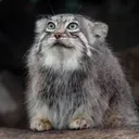 Jade's Discord Kitten Emporium