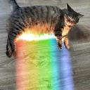 meow