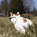 Cat Emotes