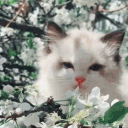 Cat Emotes