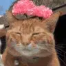 Cat Emotes icon