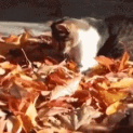 Cat Emotes icon
