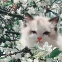 Cat Emotes Discord Server Icon