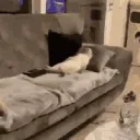 Lazy Gamers