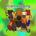 Ants and insects (r/ant_keeping) | DISBOARD: Discord Server List