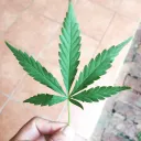 The Dope Approach