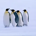Penguin Paradise