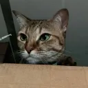 illyneko w / meow ♡