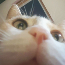 Discovery icon for Catastic Discord server