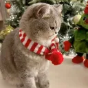 Meow