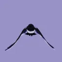 Magpie's icon