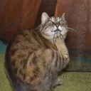 Кафе-бар "У кота"