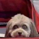 #911 ¹⁸⁺ Discord Server Icon