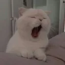 El servidor de Shyro