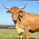 GADOLÂNDIA