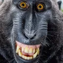 APE TMS