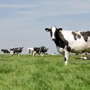 the farm