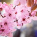 ~Sakura Gardens~
