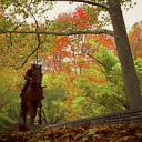 ♔ Polski Araluen ♔