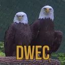 Dollywood Eagle Cam