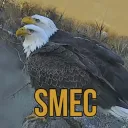 Smoky Mountain Eagle Cam