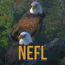 NEFL Eagle Cam
