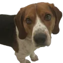 BEAGLEOPHOBIA(tm)