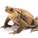 Toad Swamp Server Icon