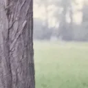 random tree bark worship server