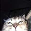 Dmrx Content
