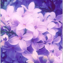 PLAGUE OF PURPLE Server Icon