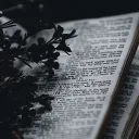 The Book Coven